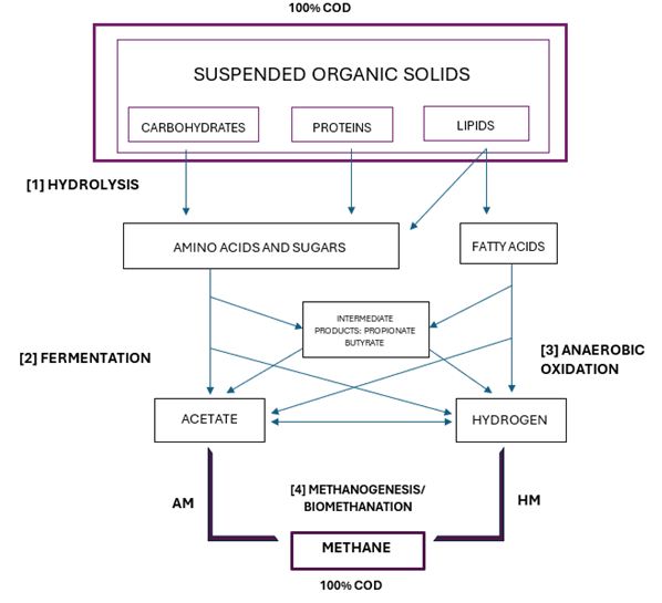 Proposed methane production pathway in anaerobic digestion. AM: Acetotrophic methanogens, HM: Hydrogenotrophic methanogens