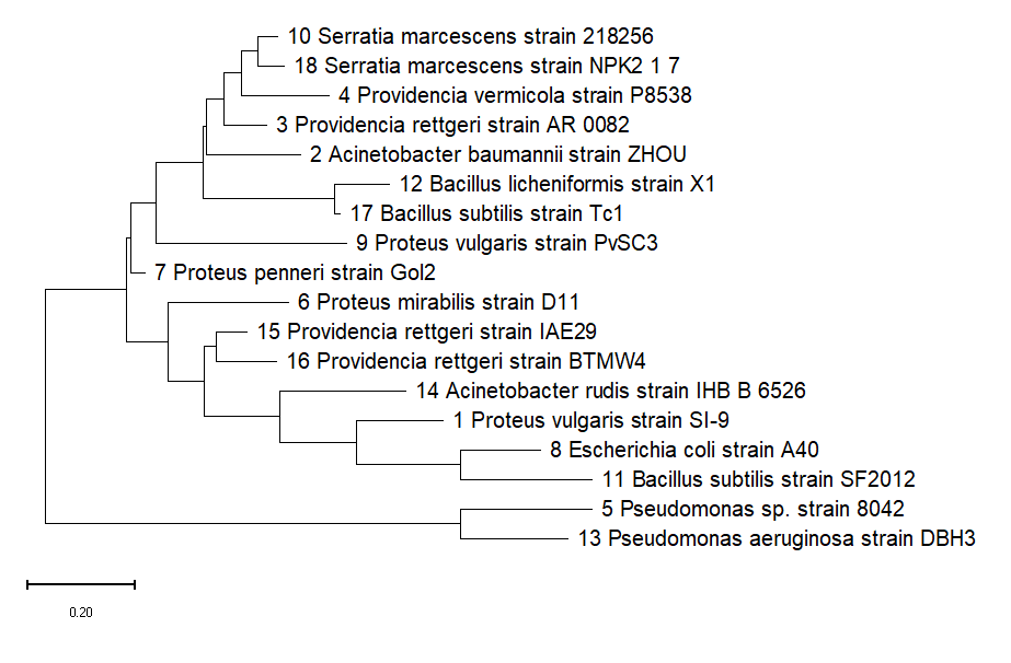 Dendogram showing the relatedness of the bacterial isolates using the Neighbor-Joining method.